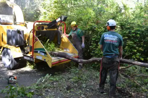 tree services Ochlocknee